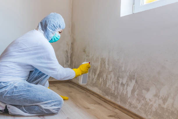 Licensed Black Mold Remediation service in Howell, MI - Car Mold Remediation