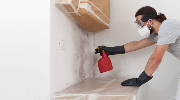 Professional Black Mold Remediation technician working in Howell, MI