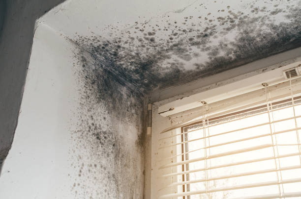 Affordable Black Mold Remediation solutions in Howell, MI