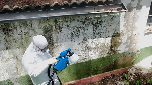 Top rated local Black Mold Remediation specialists in Howell, MI